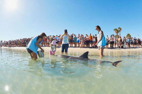 RAC Monkey Mia Dolphin Resort - Accommodation Sunshine Coast 2