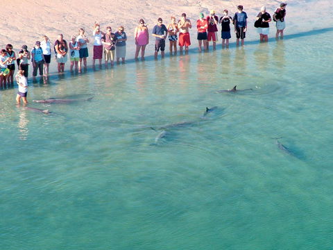 RAC Monkey Mia Dolphin Resort - Accommodation Sunshine Coast 4