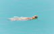 RAC Monkey Mia Dolphin Resort - thumb 20