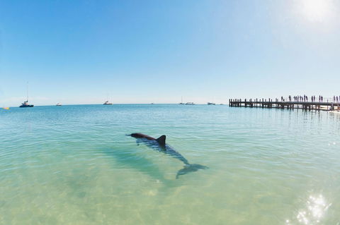 RAC Monkey Mia Dolphin Resort - Accommodation Sunshine Coast 1