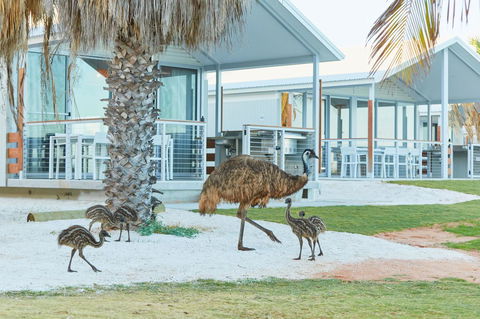 RAC Monkey Mia Dolphin Resort - Accommodation Sunshine Coast 15