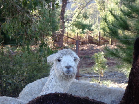 Post House Cottage - Accommodation Sunshine Coast 21
