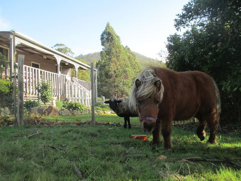 Post House Cottage - Accommodation Sunshine Coast 3