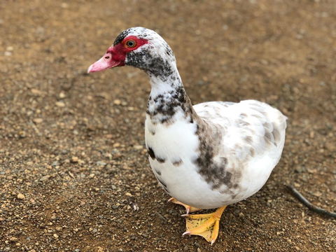 A Cottage In Richmond - Accommodation Sunshine Coast 19