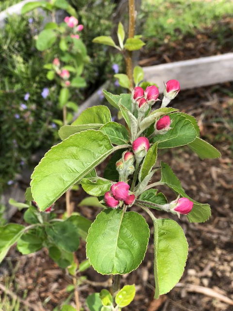 A Cottage In Richmond - Accommodation Sunshine Coast 18