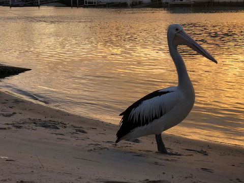 Pelican Cove Apartments - Accommodation Sunshine Coast 1