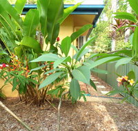Rainforest Cottage Cairns - Accommodation Sunshine Coast