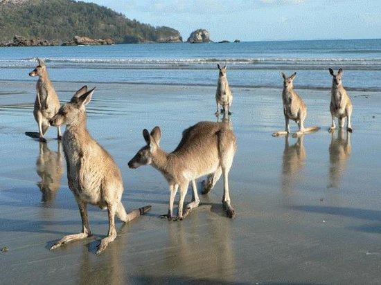Hook Island QLD Accommodation Sunshine Coast