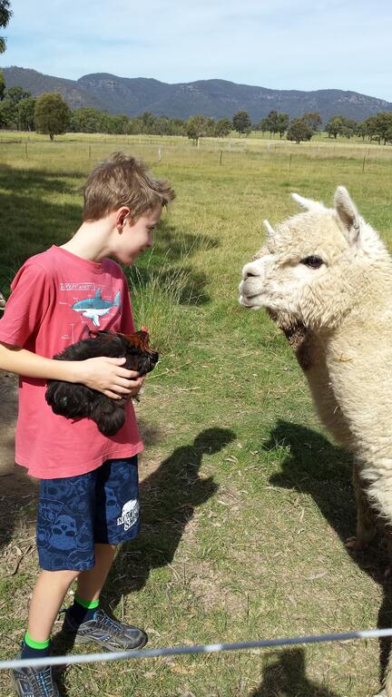 Starline Alpacas Farmstay Resort - Accommodation Sunshine Coast 3