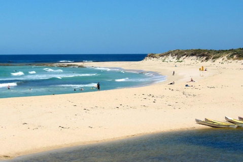 Tea Tree - Accommodation Sunshine Coast 2