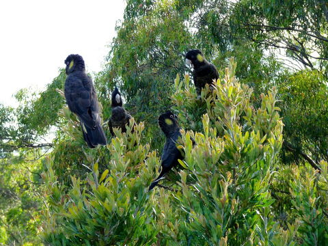 Eagles Rise Tasmania - Accommodation Sunshine Coast 10