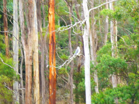 Quamby Pines Chalet - Accommodation Sunshine Coast 11