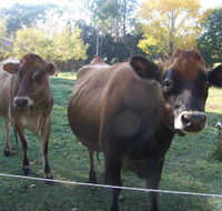 Drumreagh Bed  Breakfast Cabins - Accommodation Sunshine Coast