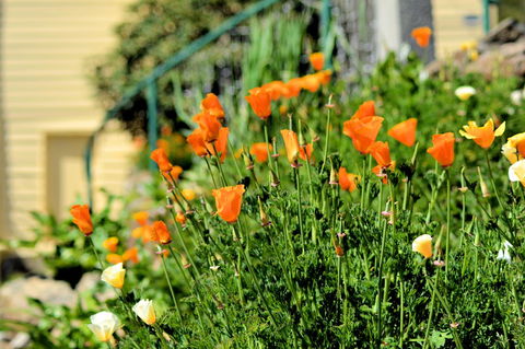 St. Pauls Bed & Breakfast - Accommodation Sunshine Coast 44