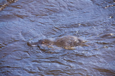 Platypus Playground Riverside Cottage - Accommodation Sunshine Coast 16