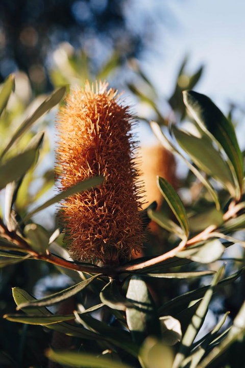 Dunkeld Studio Accommodation - Accommodation Sunshine Coast 19