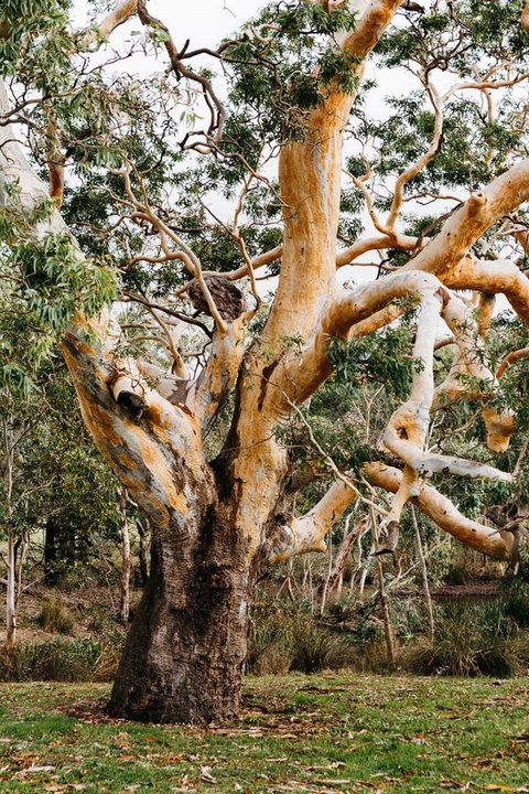 Dunkeld Studio Accommodation - Accommodation Sunshine Coast 22