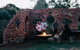 Acre Of Roses - thumb 8