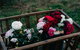 Acre Of Roses - thumb 21