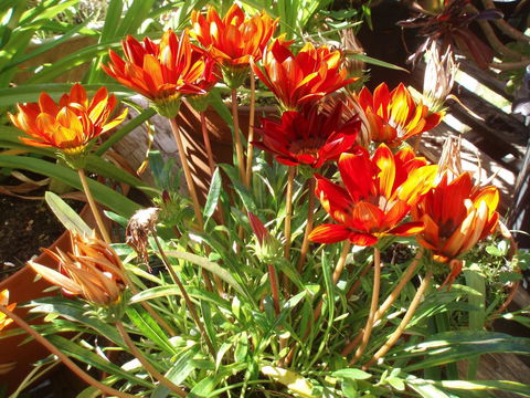 Aloha Ha Phillip Island - Accommodation Sunshine Coast 25