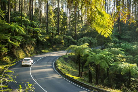 Lithgow Falls Marysville - Accommodation Sunshine Coast 15