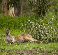 The Stirling Golf Club - Accommodation Sunshine Coast