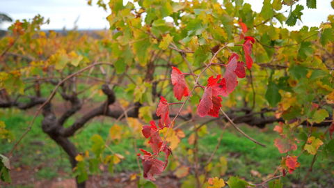 Triple Creek Guest House - Barossa Region - Accommodation Sunshine Coast 3
