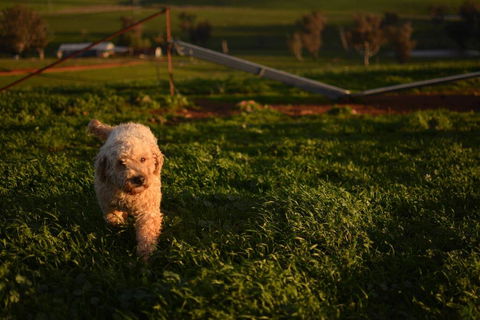 Wantana Cottage Farmstay - Accommodation Sunshine Coast 1