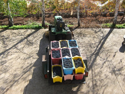Waybourne- Vineyard And Winery - Accommodation Sunshine Coast 9