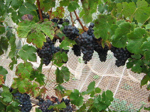 Waybourne- Vineyard And Winery - Accommodation Sunshine Coast 8