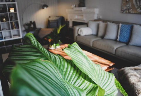 Bed Of Roses - Accommodation Sunshine Coast 29