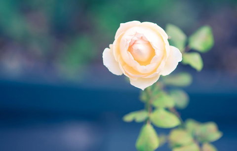 Bed Of Roses - Accommodation Sunshine Coast 14