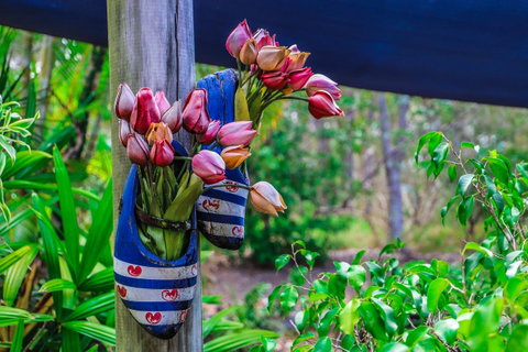 Cool Bananas Backpackers - Accommodation Sunshine Coast 26