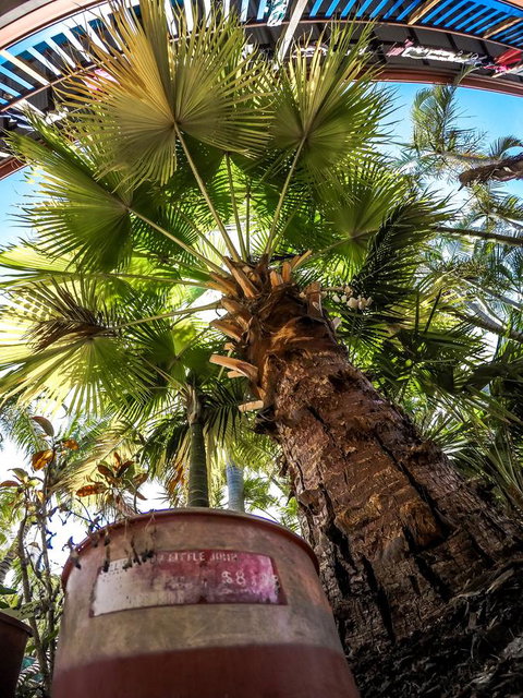 Cool Bananas Backpackers - Accommodation Sunshine Coast 14