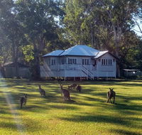 Lake Weyba Noosa Lodge  Kangaroos - Accommodation Sunshine Coast