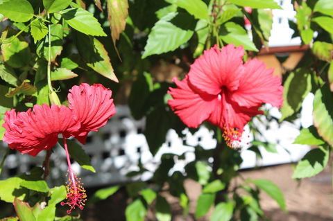 Amaroo On Mandalay, Magnetic Island - Accommodation Sunshine Coast 35