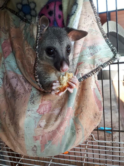 Airlie Beach Eco Cabins - Adults Only - Accommodation Sunshine Coast 27