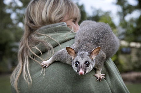 Airlie Beach Eco Cabins - Adults Only - Accommodation Sunshine Coast 3
