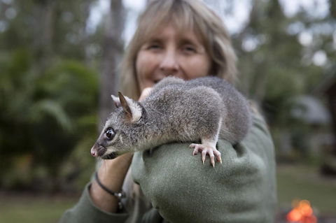 Airlie Beach Eco Cabins - Adults Only - Accommodation Sunshine Coast 11
