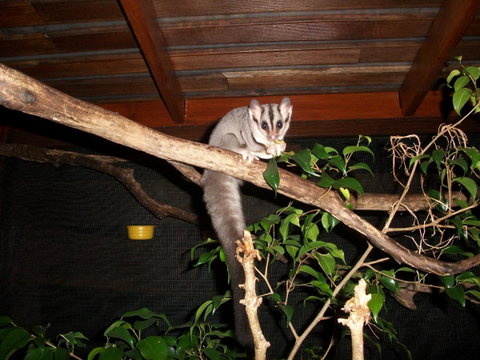 Forest Lodge: Little Villa - Accommodation Sunshine Coast 18