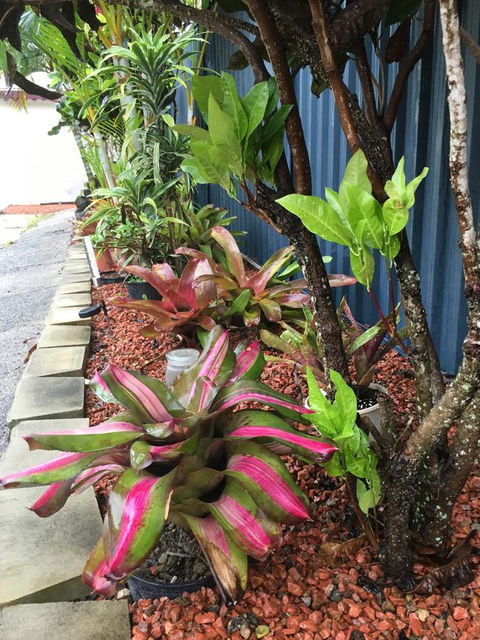 Black Marlin Motel - Accommodation Sunshine Coast 20