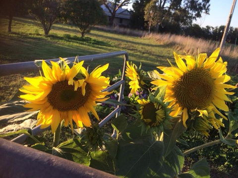 Abington Farm B & B - Accommodation Sunshine Coast 4