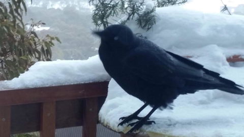 Aneeki Ski Lodge - Accommodation Sunshine Coast 1