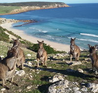 Waves  Wildlife Cottages Kangaroo Island - Accommodation Sunshine Coast