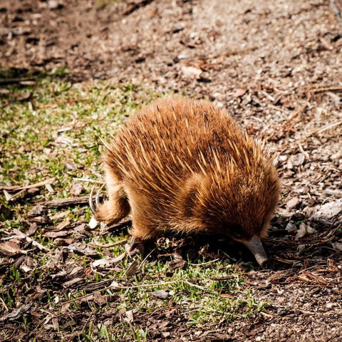 Palana Beach House - Accommodation Sunshine Coast 12