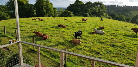 Seasons Of Maleny B&B - Accommodation Sunshine Coast 1