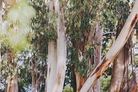 Dalblair Bed & Breakfast - Accommodation Sunshine Coast 3