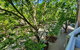Dana-Spacious Private Room In Shared 2-Bedroom Apartment-2 - thumb 1