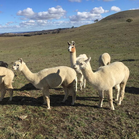 GOULBURN ALPACA FARM STAY - Accommodation Sunshine Coast 0