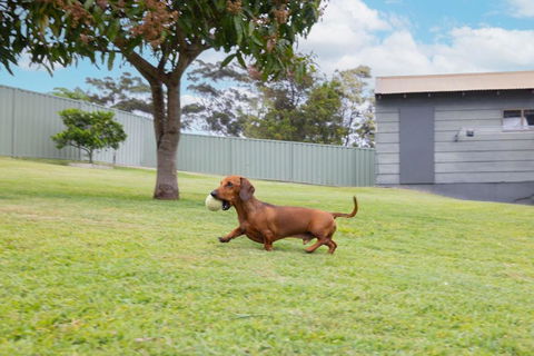 Illaroo House 16 Verona Rd - Pet Friendly, Boat Parking, Wi-Fi - Accommodation Sunshine Coast 2